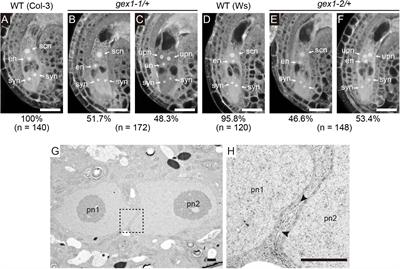 Arabidopsis GEX1 Is a Nuclear Membrane Protein of Gametes Required for Nuclear Fusion During Reproduction